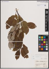 Foto von Salix caprea L.